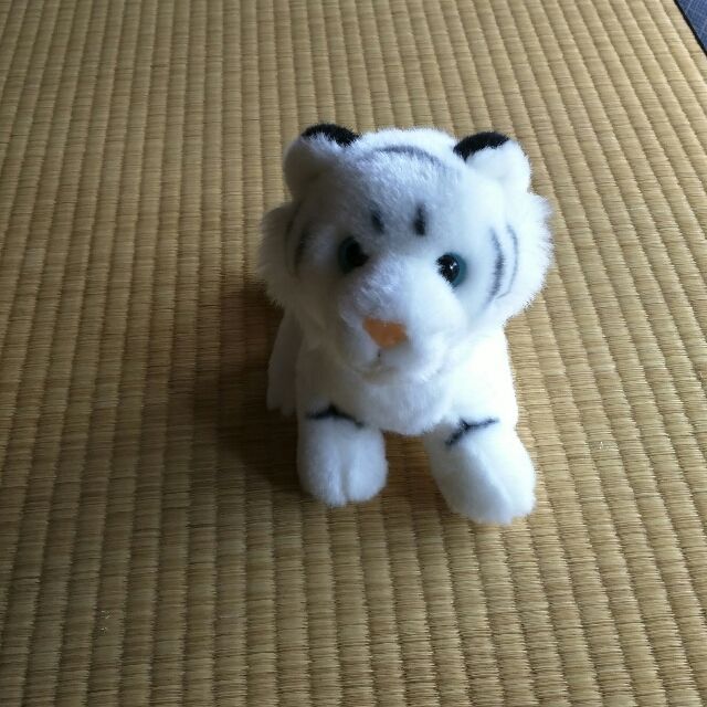 ホワイトタイガー！