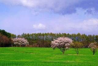 スタジオたぬさんのshop スタジオたぬ の商品一覧